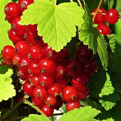 Смородина красная ГАЗЕЛЬ в Мичуринске