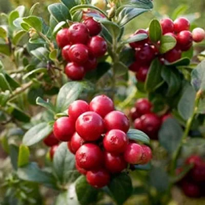 Клюква ХОЛЬШТАЙН  Клюква ХОЛЬШТАЙН в Мичуринске