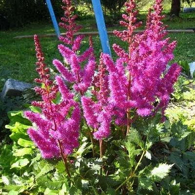 Астильба ЭЛИЗАБЕТ ВАН ВИН японская  Астильба ЭЛИЗАБЕТ ВАН ВИН японская в Мичуринске