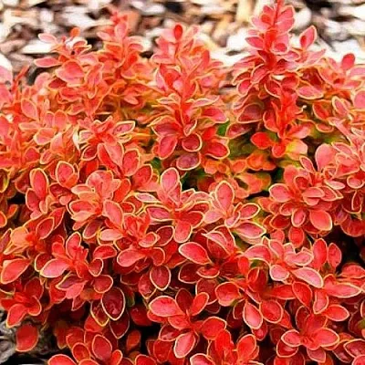 Барбарис КОРАЛ тунберга  Барбарис КОРАЛ тунберга в Мичуринске