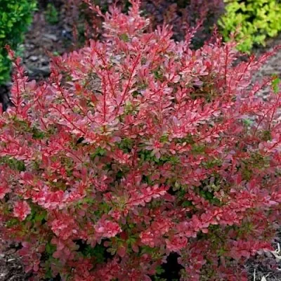 Барбарис ГОЛДЕН РИНГ тунберга  Барбарис ГОЛДЕН РИНГ тунберга в Мичуринске