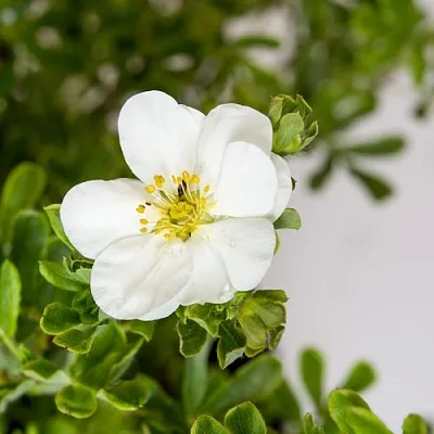 Лапчатка СНОУБЕРД кустарниковая в Мичуринске