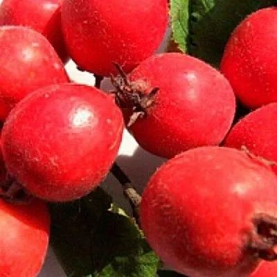 Боярышник КРУПНОПЛОДНЫЙ  Боярышник КРУПНОПЛОДНЫЙ в Мичуринске