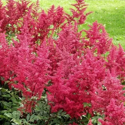 Астильба СКАЙСКРЕЙПЕР китайская  Астильба СКАЙСКРЕЙПЕР китайская в Мичуринске