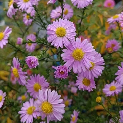 Астра СТРОУБЕРРИ ЭНД КРИМ новобельгийская  Астра СТРОУБЕРРИ ЭНД КРИМ новобельгийская в Мичуринске