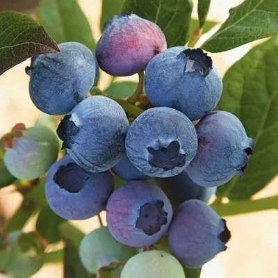 Голубика ОСОРНО  Голубика ОСОРНО в Мичуринске