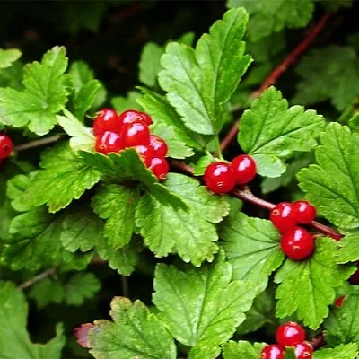 Смородина альпийская в Мичуринске