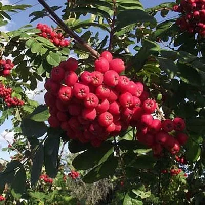 Рябина МОРАВСКАЯ сладкоплодная  Рябина МОРАВСКАЯ сладкоплодная в Мичуринске