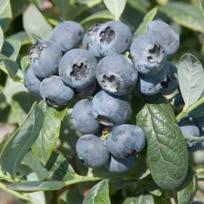 Голубика БРИГИТТА в Мичуринске