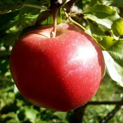 Яблоня НАСТЕНЬКА в Мичуринске