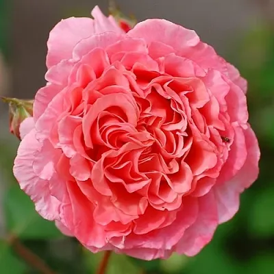 Саженцы роз ЛОРАН КАБРОЛЬ шраб  Саженцы роз ЛОРАН КАБРОЛЬ шраб в Мичуринске