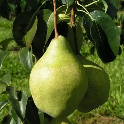 Груша МИНСКАЯ колонновидная в Мичуринске