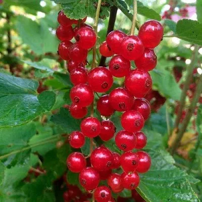 Смородина красная КОНСТАНТИНОВСКАЯ в Мичуринске