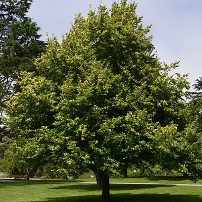 Липа сердцевидная в Мичуринске