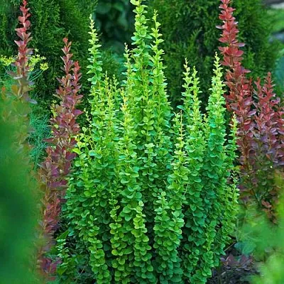 Барбарис ЭРЕКТА тунберга  Барбарис ЭРЕКТА тунберга в Мичуринске