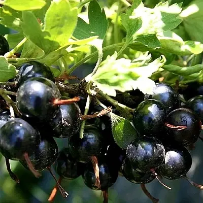 Золотистая в Мичуринске