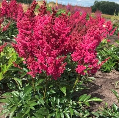 Астильба ЛАКИ ДЕЙ Арендса  Астильба ЛАКИ ДЕЙ Арендса в Мичуринске