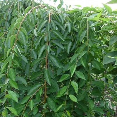 Черешня ПЕНДУЛА декоративная  Черешня ПЕНДУЛА декоративная в Мичуринске