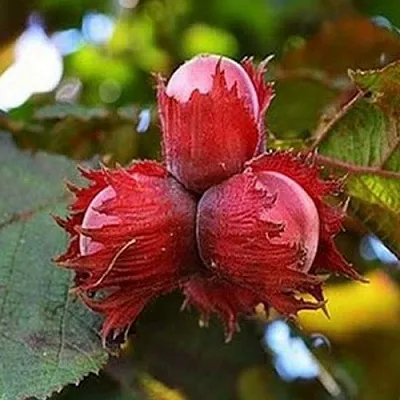 Фундук КРАСНЫЙ ЯНТАРЬ  Фундук КРАСНЫЙ ЯНТАРЬ в Мичуринске