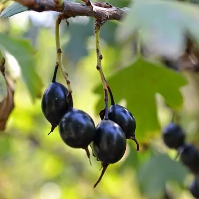 Смородина золотистая ДУСТЛИК  Смородина золотистая ДУСТЛИК в Мичуринске