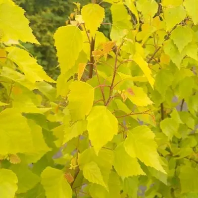 Берёза ГОЛДЕН ОБЕЛИСК повислая  в Мичуринске