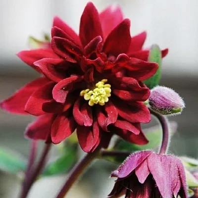 Аквилегия РУБИ ПОРТ обыкновенная  Аквилегия РУБИ ПОРТ обыкновенная в Мичуринске