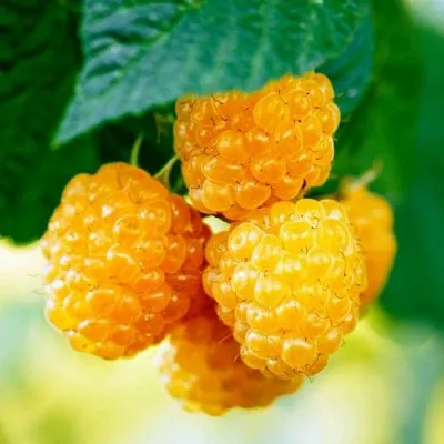 Малина МЕДОВАЯ  Малина МЕДОВАЯ в Мичуринске