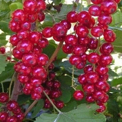 Смородина красная ПУРПУРНАЯ в Мичуринске