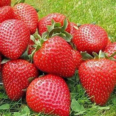 Клубника ЭЛИАНЕ  Клубника ЭЛИАНЕ в Мичуринске