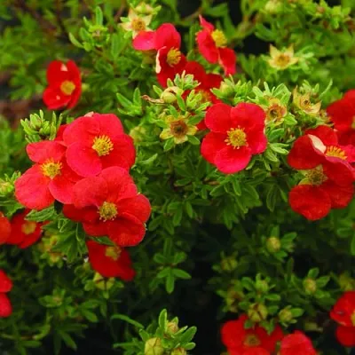 Лапчатка РЕД АЙС кустарниковая в Мичуринске