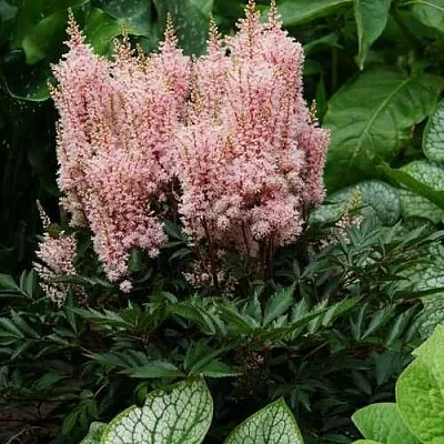 Астильба ЛУК ЭТ МИ японская  Астильба ЛУК ЭТ МИ японская в Мичуринске