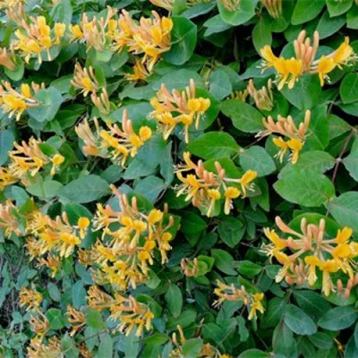 Жимолость ТЕЛЬМАНА в Мичуринске