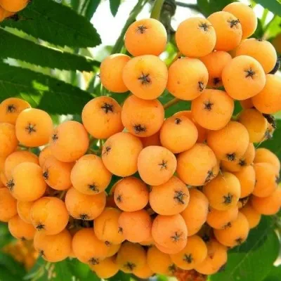 Рябина НЕВЕЖИНСКАЯ ЖЕЛТАЯ сладкоплодная — описание сорта Рябина НЕВЕЖИНСКАЯ ЖЕЛТАЯ сладкоплодная в Мичуринске