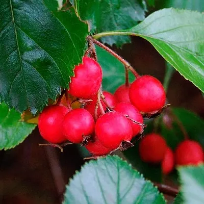 Боярышник ЛЮДМИЛ  Боярышник ЛЮДМИЛ в Мичуринске