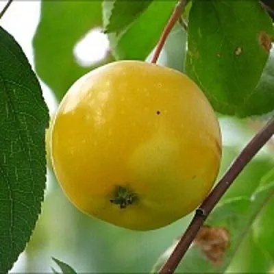 Яблоня КИТАЙКА ЖЁЛТАЯ колонновидная  Яблоня КИТАЙКА ЖЁЛТАЯ колонновидная в Мичуринске