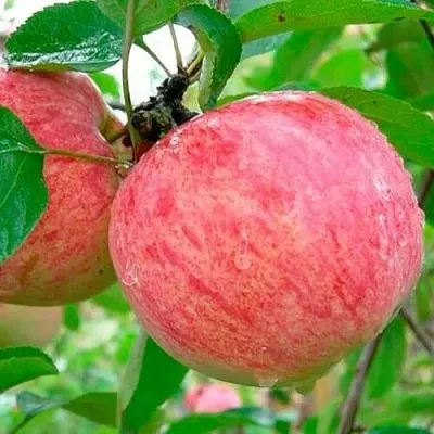 Яблоня КОРИЧНОЕ ПОЛОСАТОЕ в Мичуринске