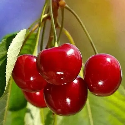 Черешня ТЕРЕМОШКА  Черешня ТЕРЕМОШКА в Мичуринске