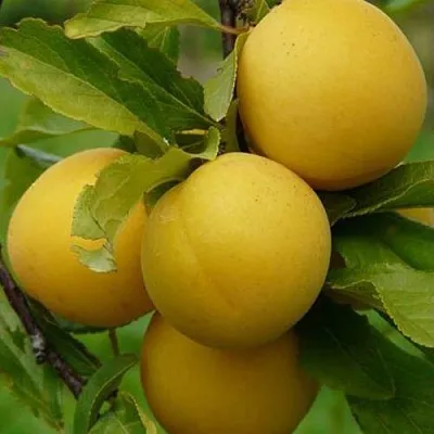 Слива СОЛНЫШКО в Мичуринске