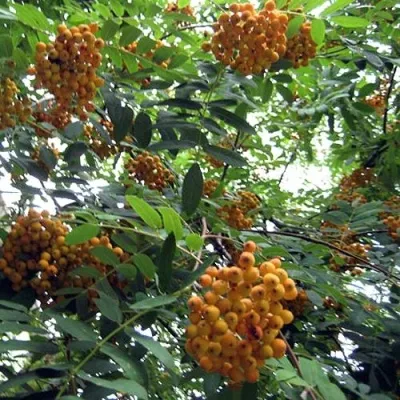 Рябина НЕВЕЖИНСКАЯ ЖЕЛТАЯ сладкоплодная — описание сорта Рябина НЕВЕЖИНСКАЯ ЖЕЛТАЯ сладкоплодная в Мичуринске