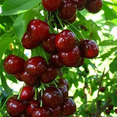 Вишня ВОСТОРГ колонновидная  Вишня ВОСТОРГ колонновидная в Мичуринске