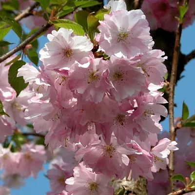 Вишня АККОЛЕЙД цветущая  Вишня АККОЛЕЙД цветущая в Мичуринске