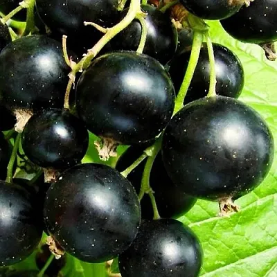 Смородина черная ДАЧНИЦА в Мичуринске