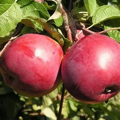 Яблоня ДАРУНАК в Мичуринске