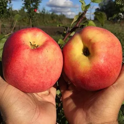 Яблоня КОВРОВОЕ стелющаяся в Мичуринске