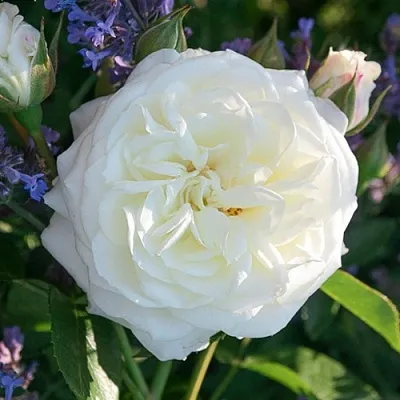 Саженцы роз АЛАБАСТЕР флорибунда  Саженцы роз АЛАБАСТЕР флорибунда в Мичуринске