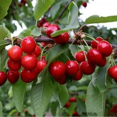 Черешня ДОНЕЦКАЯ КРАСАВИЦА  Черешня ДОНЕЦКАЯ КРАСАВИЦА в Мичуринске