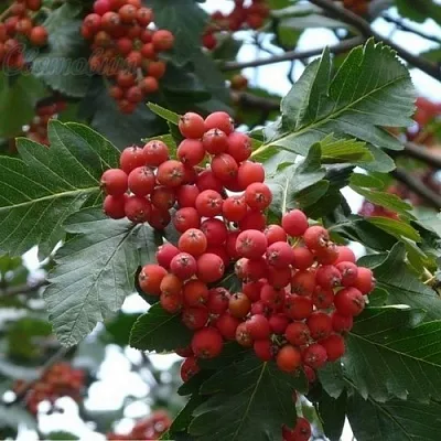 саженцы рябины саженцы рябины