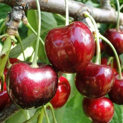 Черешня САШЕНЬКА  Черешня САШЕНЬКА в Мичуринске