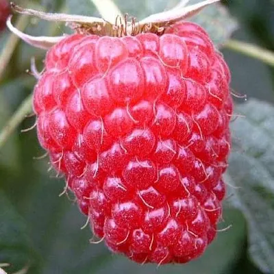 Ремонтантная в Мичуринске