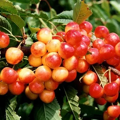 Черешня БЮТТНЕРА КРАСНАЯ  Черешня БЮТТНЕРА КРАСНАЯ в Мичуринске